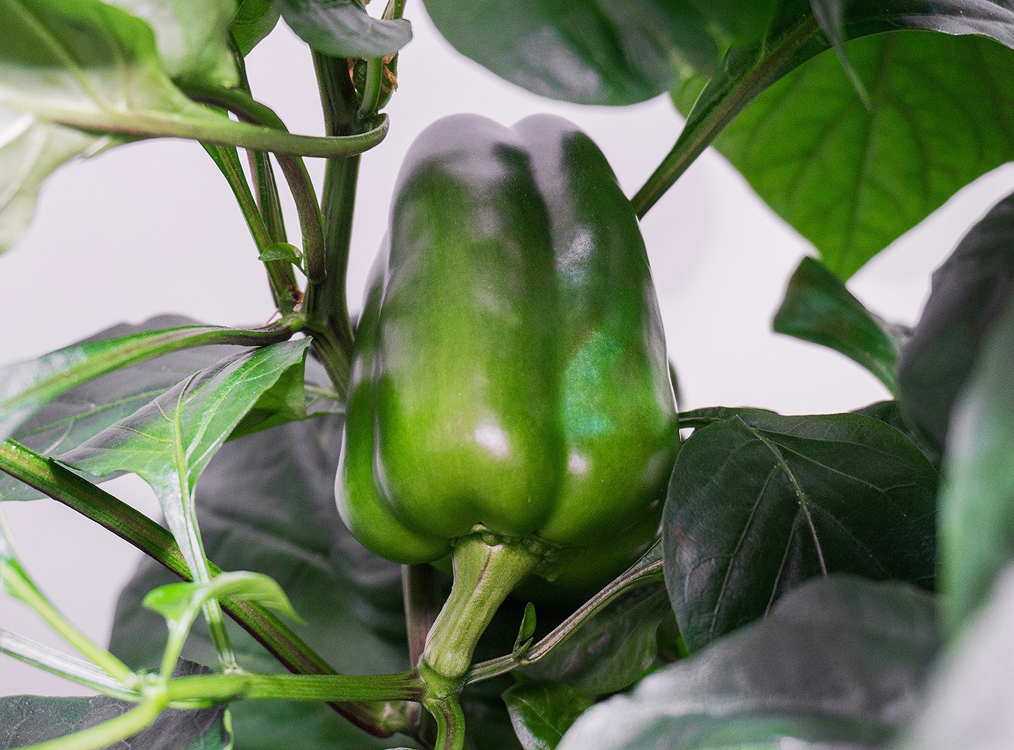 green peppers are another great food for gardeners.