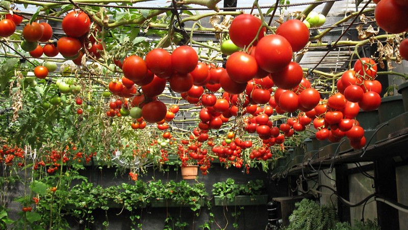 Tomatoes are the best foods for home growers. 