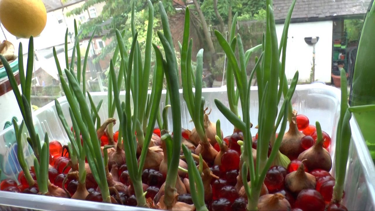 Onions made simple with hydroponic gardening.
