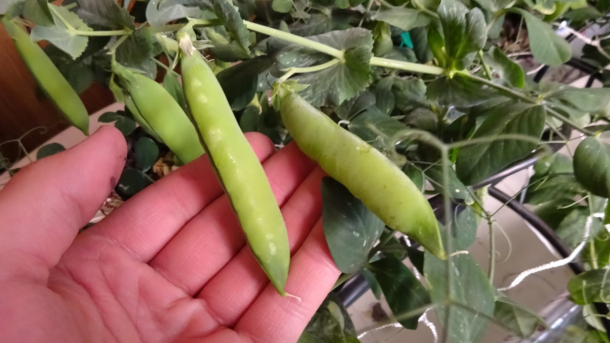 Peas are one of the best foods for homegrowers.