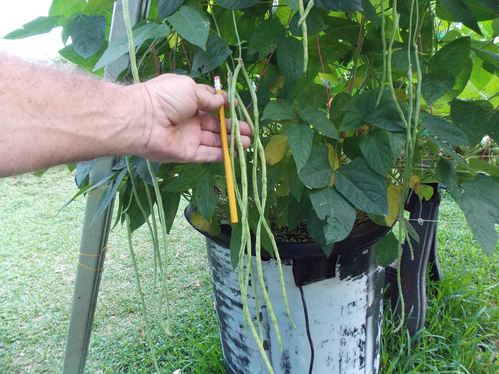 Don't overlook beans when you build your garden.