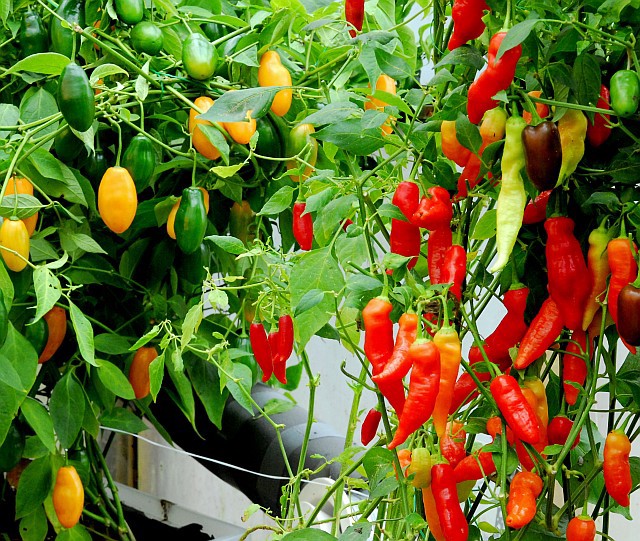 hot peppers are the best food for gardeners who want spice on demand.
